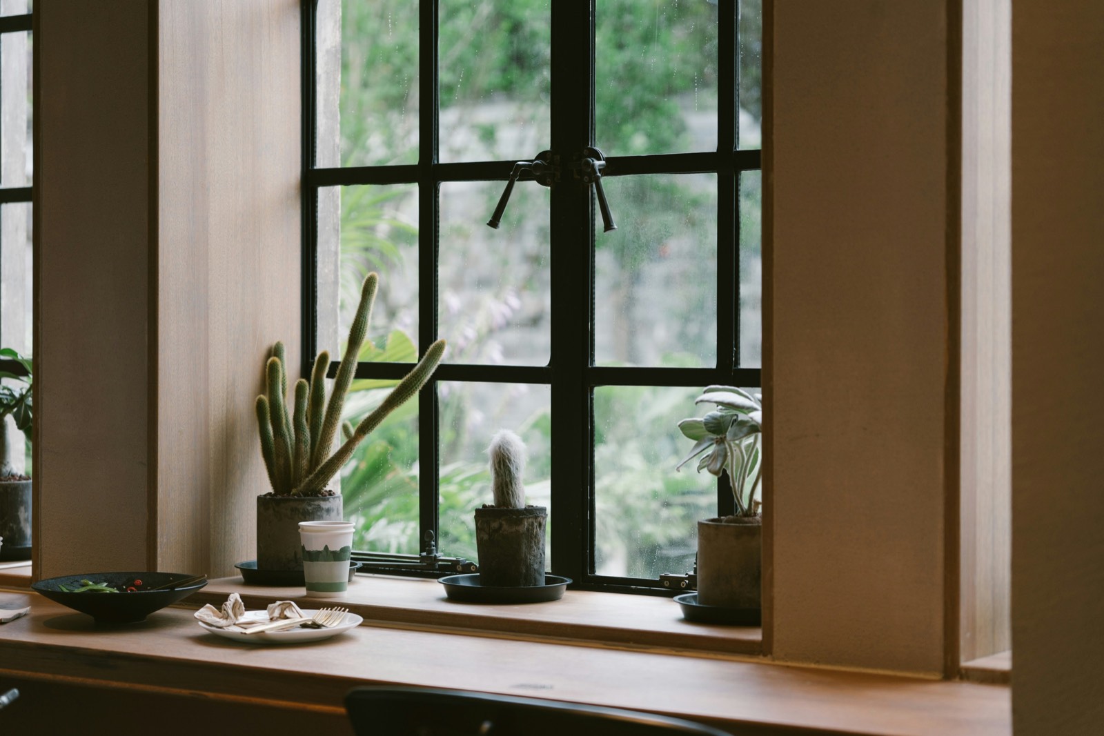 Cacti on a wood windowsill