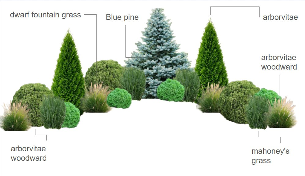 Planting palette: dwarf fountain grass, blue pine, arborvitae, arborvitae woodward, and mahoney's grass