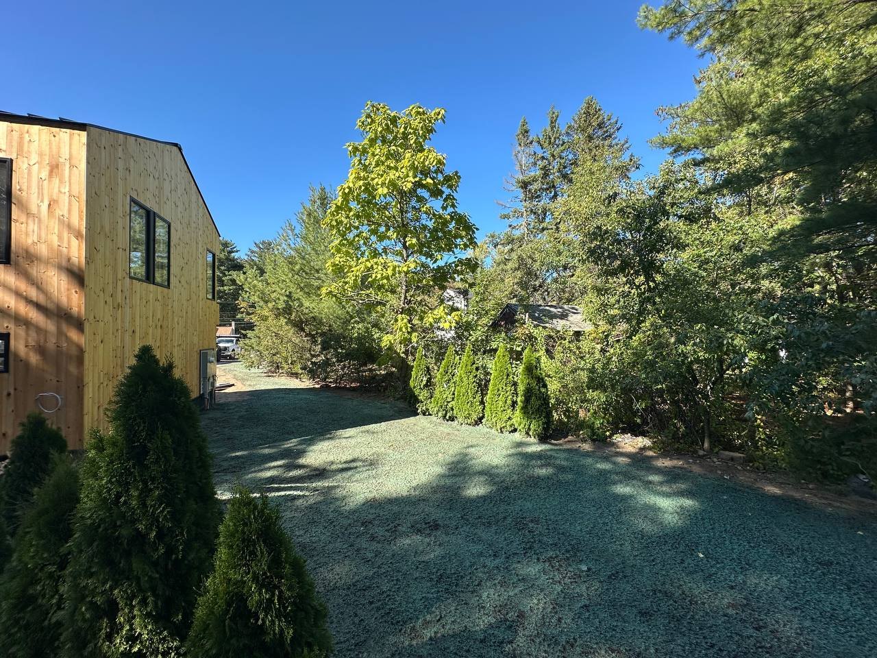 Side yard between the pine-clad house and a row of arborvitae