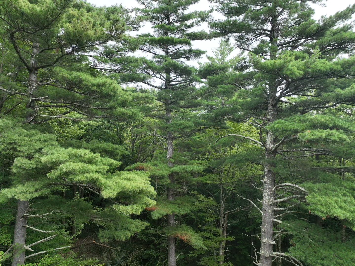 White pine canopy above the Hunter site