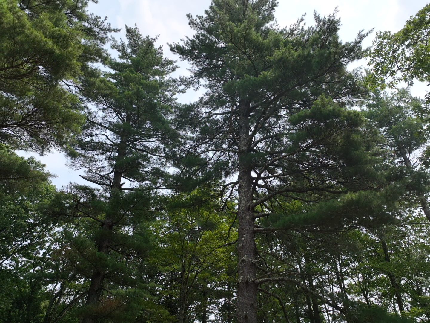Looking up into tall white pines