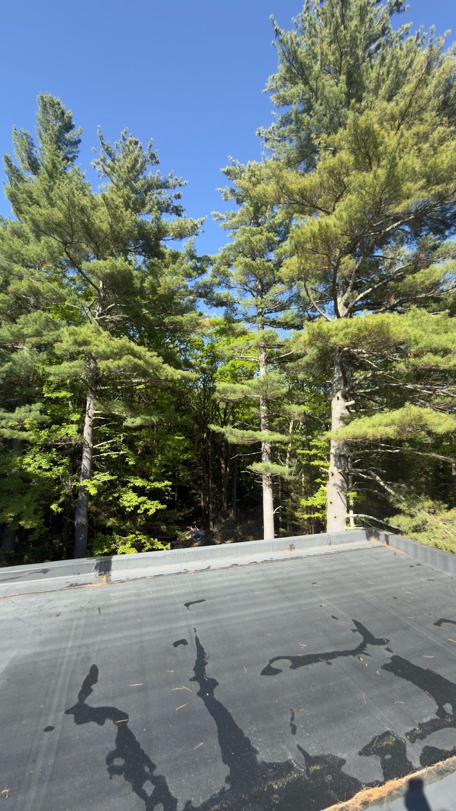 Pines seen from roof height